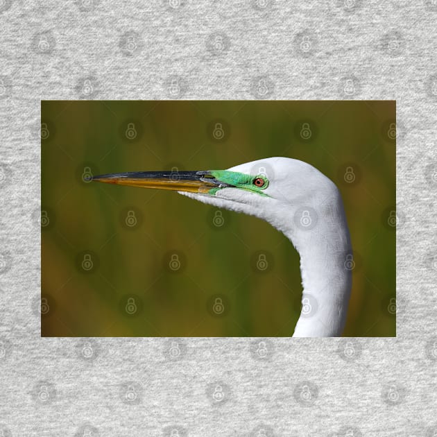 Great Egret by Jim Cumming